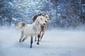 Arabian horses run Royalty Free Stock Photo