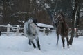 Arabian horses runs  in the snow in the paddock against a white fence and trees with yellow leaves Royalty Free Stock Photo