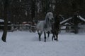 Arabian horses runs  in the snow in the paddock Royalty Free Stock Photo