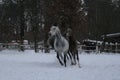 Arabian horses runs  in the snow in the paddock Royalty Free Stock Photo