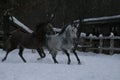 Arabian horses runs in the snow Royalty Free Stock Photo