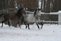 Arabian horses runs  in the snow i Royalty Free Stock Photo