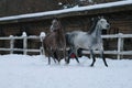 Arabian horses runs  in the snow in the paddock against a winter stable Royalty Free Stock Photo