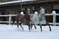 Arabian horses runs  in the snow in the paddock against a winter stable Royalty Free Stock Photo