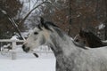 Arabian horses runs  in the snow in the paddock Royalty Free Stock Photo