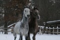 Arabian horses runs. winter Royalty Free Stock Photo