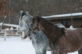 Arabian horses stay  in the snow in the paddock against a white fence, winter stable and trees with yellow leaves. Royalty Free Stock Photo