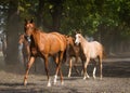 Arabian horses on the village road