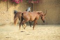 Arabian horses walking in the paddock. Egypt