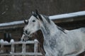 Arabian horses winter portrait. head Royalty Free Stock Photo