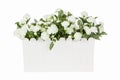 Arabian jasmine Artificial flowers in white plastic vase isolate