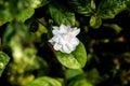 An Arabian jasmine bloomed in a garden. Royalty Free Stock Photo