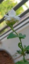 Arabian jasmine 1 flower with buds