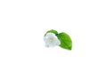 Arabian jasmine flower with green leaves isolated on white background Royalty Free Stock Photo