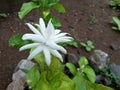 Arabian Jasmine flower or Mogra Flower in India