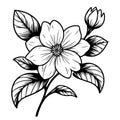 Arabian jasmine flower tattoo, minimalist outline jasmine flower tattoo, black and white jasmine flower drawing Royalty Free Stock Photo