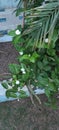 Arabian jasmine flowers aloe vera leaves and palm leaves all in one click Royalty Free Stock Photo