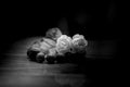 Arabian jasmine flowers black and white Royalty Free Stock Photo