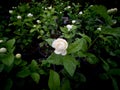 Arabian Jasmine Flowers Blooming on The Pots Royalty Free Stock Photo