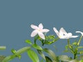 arabian jasmine, jasminum sambac, flower and leaves, jasmine tea flower isolated on white background Royalty Free Stock Photo