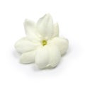 Arabian jasmine, jasmine tea flower