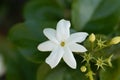 Arabian jasmine Jasminum sambac