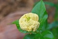 Arabian jasmine (Jasminum sambac) flower on tree