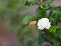 Arabian jasmine, Jasminum sambac, Oleaceae white flower cool fragrance blooming in garden on blurred nature background, MotherÃ¢â¬â¢s