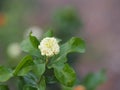 Arabian jasmine, Jasminum sambac, Oleaceae white flower cool fragrance blooming in garden on blurred nature background, MotherÃ¢â¬â¢s