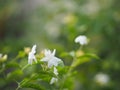 Arabian jasmine, Jasminum sambac, Oleaceae white flower cool fragrance blooming in garden on blurred nature background, MotherÃ¢â¬â¢s