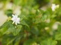 Arabian jasmine, Jasminum sambac, Oleaceae white flower cool fragrance blooming in garden on blurred nature background, MotherÃ¢â¬â¢s