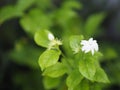 Arabian jasmine, Jasminum sambac, Oleaceae white flower cool fragrance blooming in garden on blurred nature background, MotherÃ¢â¬â¢s