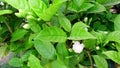 Arabian jasmine mogra flower buds