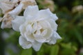 Arabian Jasmine or Mogra flower closeup blooming white flower with blurry background