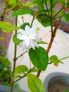 Arabian Jasmine(Mogra Flower)