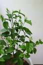 Arabian Jasmine or Mogra plant with buds growing in a pot