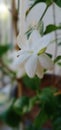 Arabian jasmine