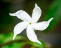 Arabian jasmine