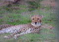 Arabian Leopard Royalty Free Stock Photo