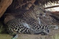 The Arabian leopard (Panthera pardus nimr) Royalty Free Stock Photo