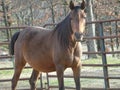 Arabian Mare