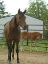 Arabian Mare and Foal Royalty Free Stock Photo