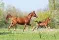 Arabian mare and foal running on pasture Royalty Free Stock Photo