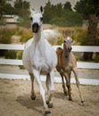 Arabian mare with foal running Royalty Free Stock Photo