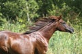 Arabian mare galloping in a meadow summertime Royalty Free Stock Photo