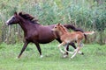 Arabian mare and her foal galloping on pasture