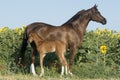 Arabian mare playing in the field