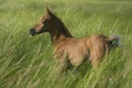 Arabian mare playing in the field