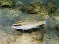 Arabian monocle bream fish