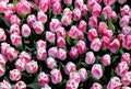 Arabian Mystery Pink Tulips